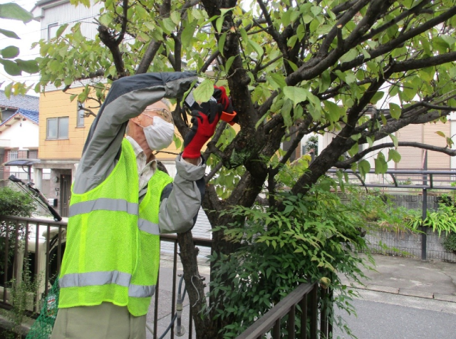 庭木の枝切を行うボランティアさんの画像